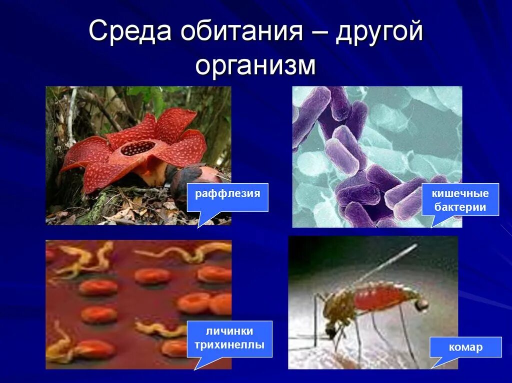 Организмы организменной среды обитания. Среда обитания живой организм обитатели. Живые организмы как среда обитания. Организмы живущие в организменной среде.