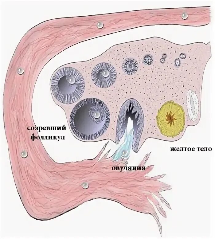 Созревание фолликула в яичнике происходит. Созревший фолликул. Процесс выхода яйцеклетки из фолликула. Овуляция разрыв фолликула.