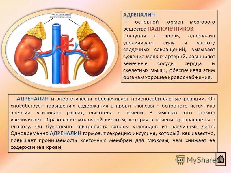 Повышение адреналина в крови. Причины повышения адреналина в крови. Высокий адреналин в крови симптомы. Понижение адреналина. Адреналин какое действие