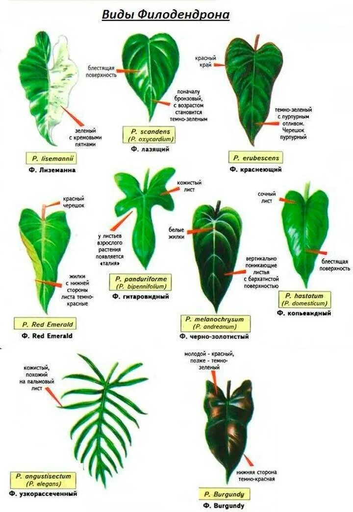 Размеры листьев комнатных растений. Комнатное растение Филодендрон. Филодендрон пандуриформ. Филодендрон двуперистолистный. Комнатные лианы Филодендрон.