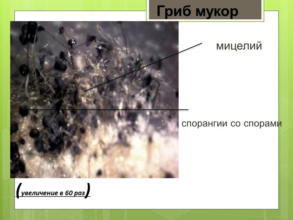 Споры гриба мукора. Строение гриба рода Mucor. Грибы рода мукор. Мукор мицелий.
