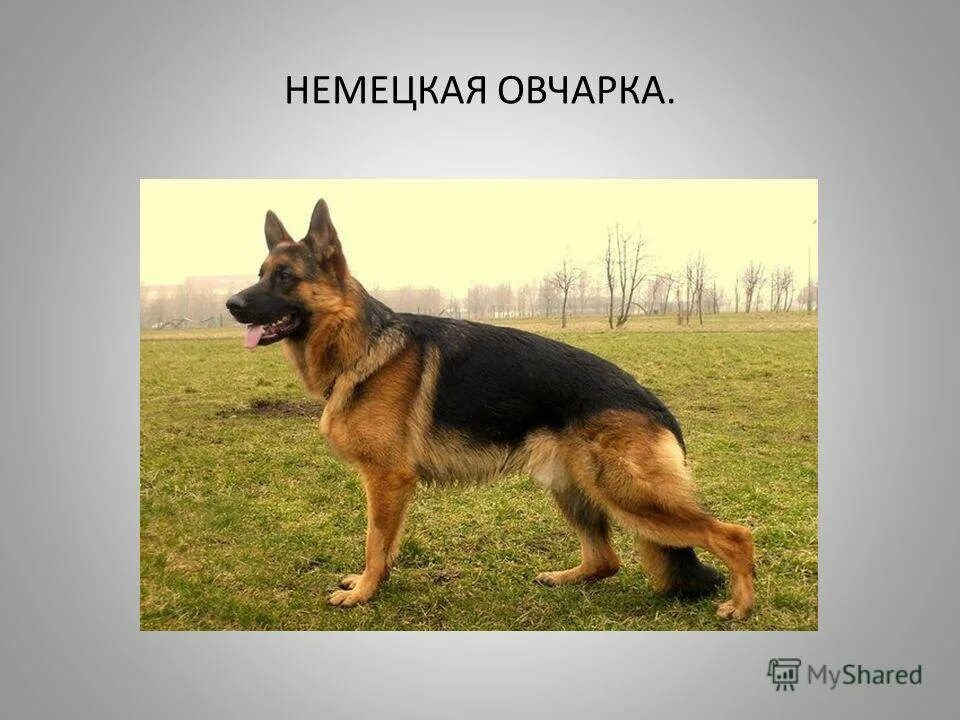Овчарка текст. Немецкая овчарка служебная собака. немецкая овчарка презентаци. немецкая овчарка презентация. немецкая овчарка проект.