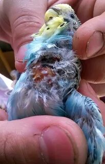 Болезни волнистого