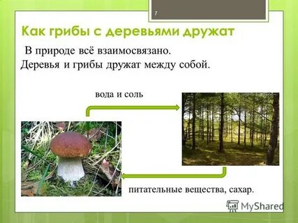 Дополни текст многие грибы дружат с деревьями