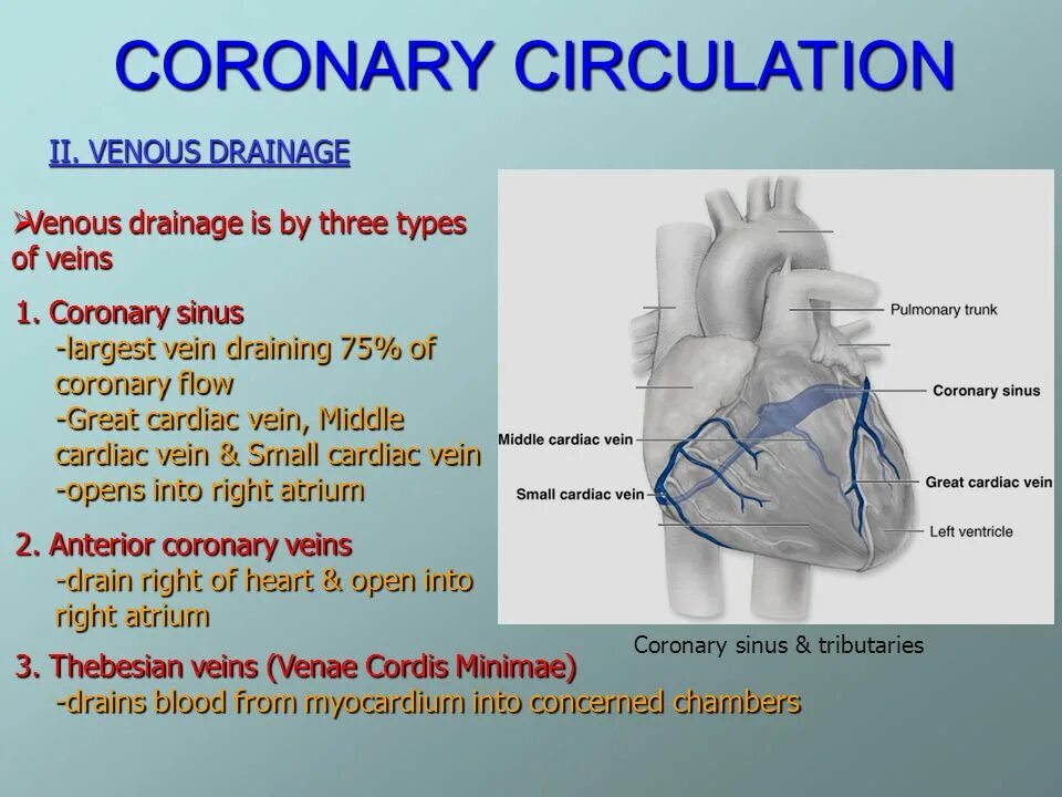 Cordis латынь. Coronary circulation.