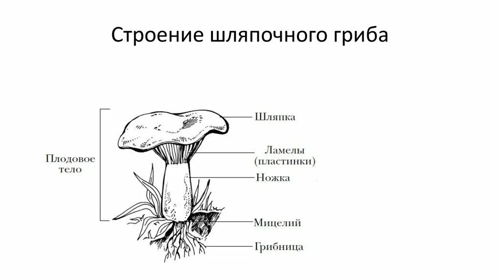 Строение шляпочного гриба 7 класс биология. Гриб строение шляпочного гриба. строение шляпочного гриба строение. рисунок схема шляпочного гриба. строение шляпочного гриба рисунок.
