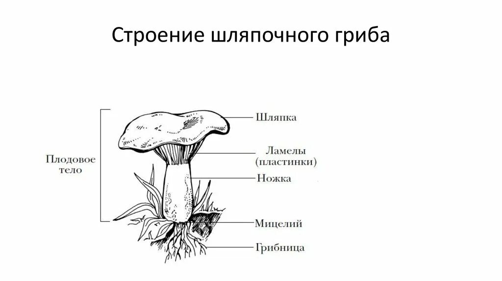 Строение шляпочного гриба 7 класс биология. Гриб строение шляпочного гриба. Строение шляпочного гриба строение. Рисунок схема шляпочного гриба. Строение шляпочного гриба рисунок.