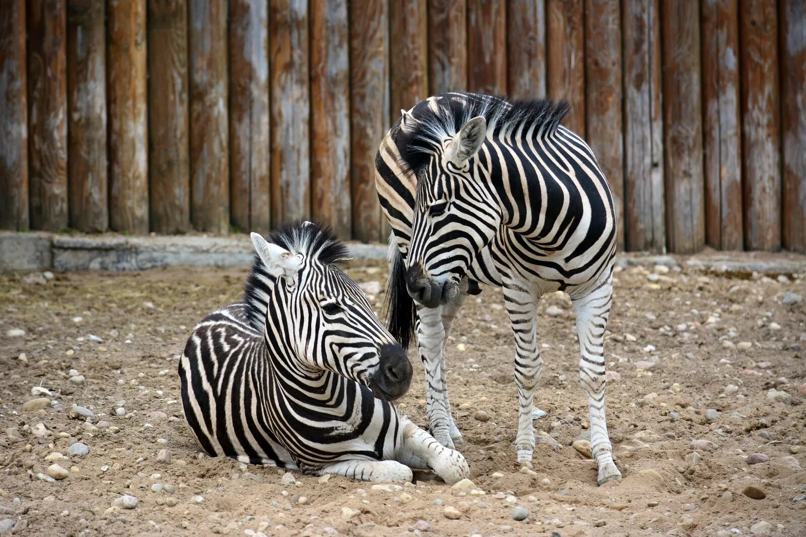 Минский зоопарк ориноко. Беларусь минский зоопарк. Диалоги о животных минский зоопарк. Зоопарк чижовка. Минский зоопарк минск.