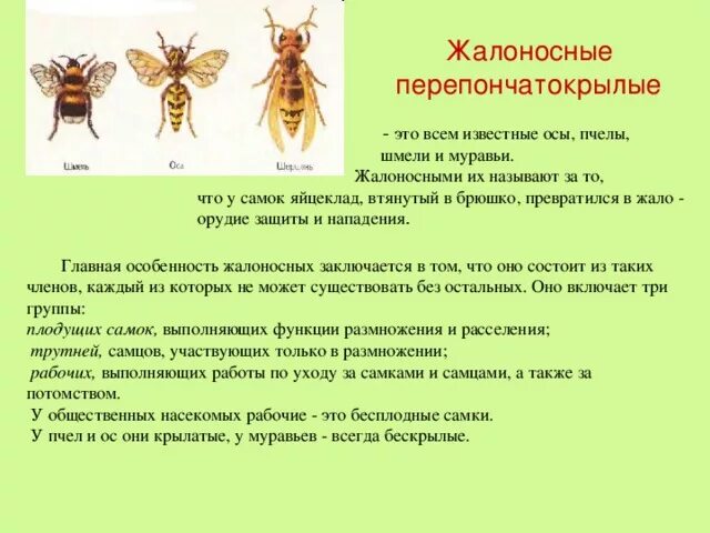 Атлас определитель пчелы осы и шмели 2 класс. О пчелах осах и шмелях 2 класс окружающий мир. Атлас определитель 2 класс пчелы осы. Атлас определитель от земли до неба о пчелах осах и шмелях.