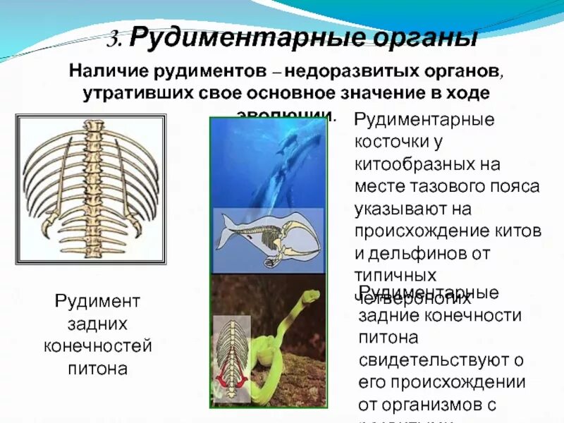 Задние конечности питона. Рудиментарные органы животных. Рудиментарные органы пример. Рудиментарные органы у растений.