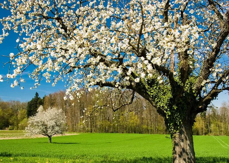 Пробуждение весны. Апрель природа. Верба ива цветет. Апрель природа. Апрель подснежник.