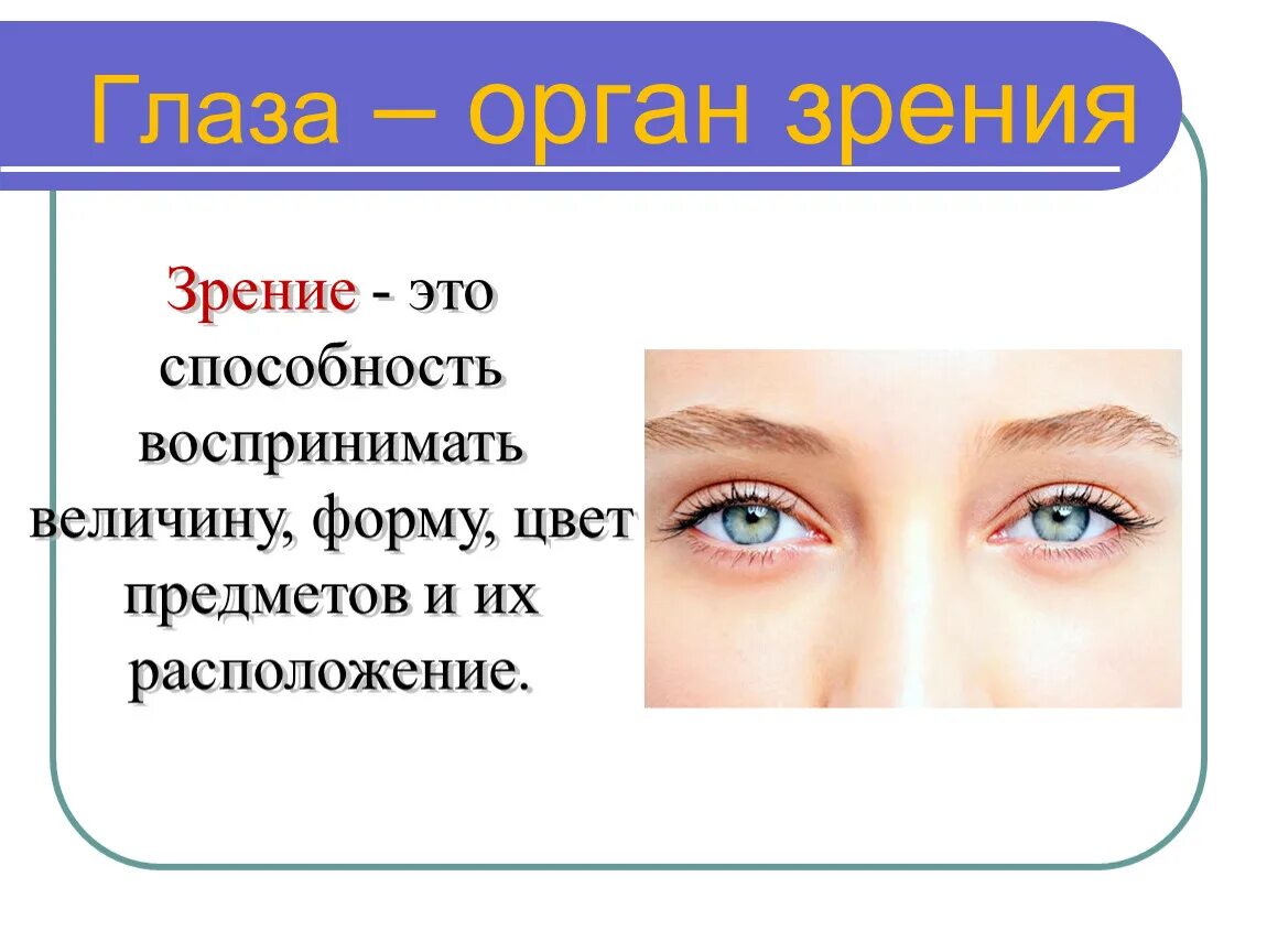 Органы чувств глаза 9 класс. Органы чувств глаза. Глаза орган зрения. Органы чувств человека зрение. Глаза орган зрения 3 класс.