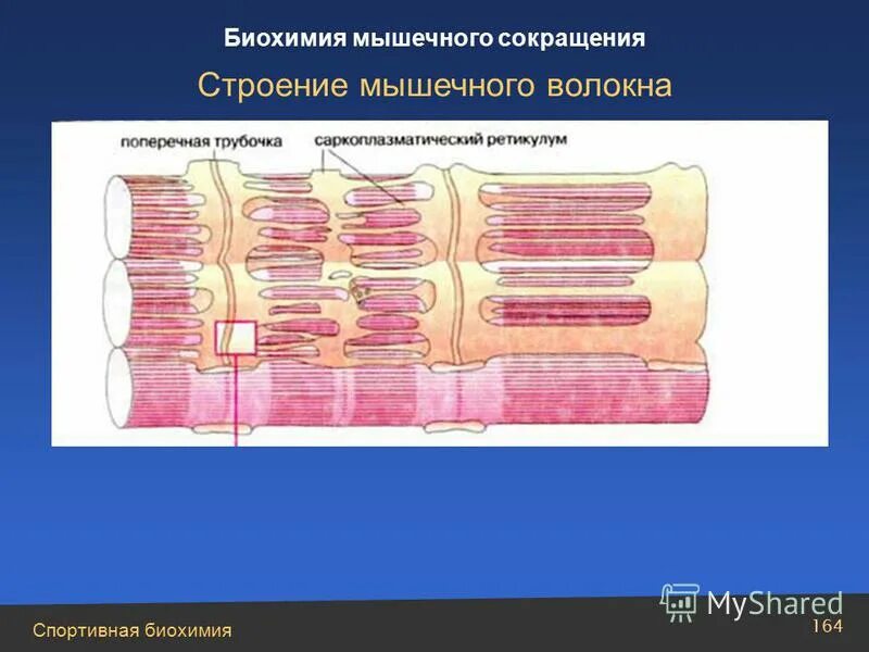 Сокращение мышечной ткани. Структура саркомера биохимия. Принцип мышечного сокращения. Биохимия сокращения. Схема мышечного сокращения биохимия.