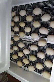 В инкубаторе в каждую коробку положили