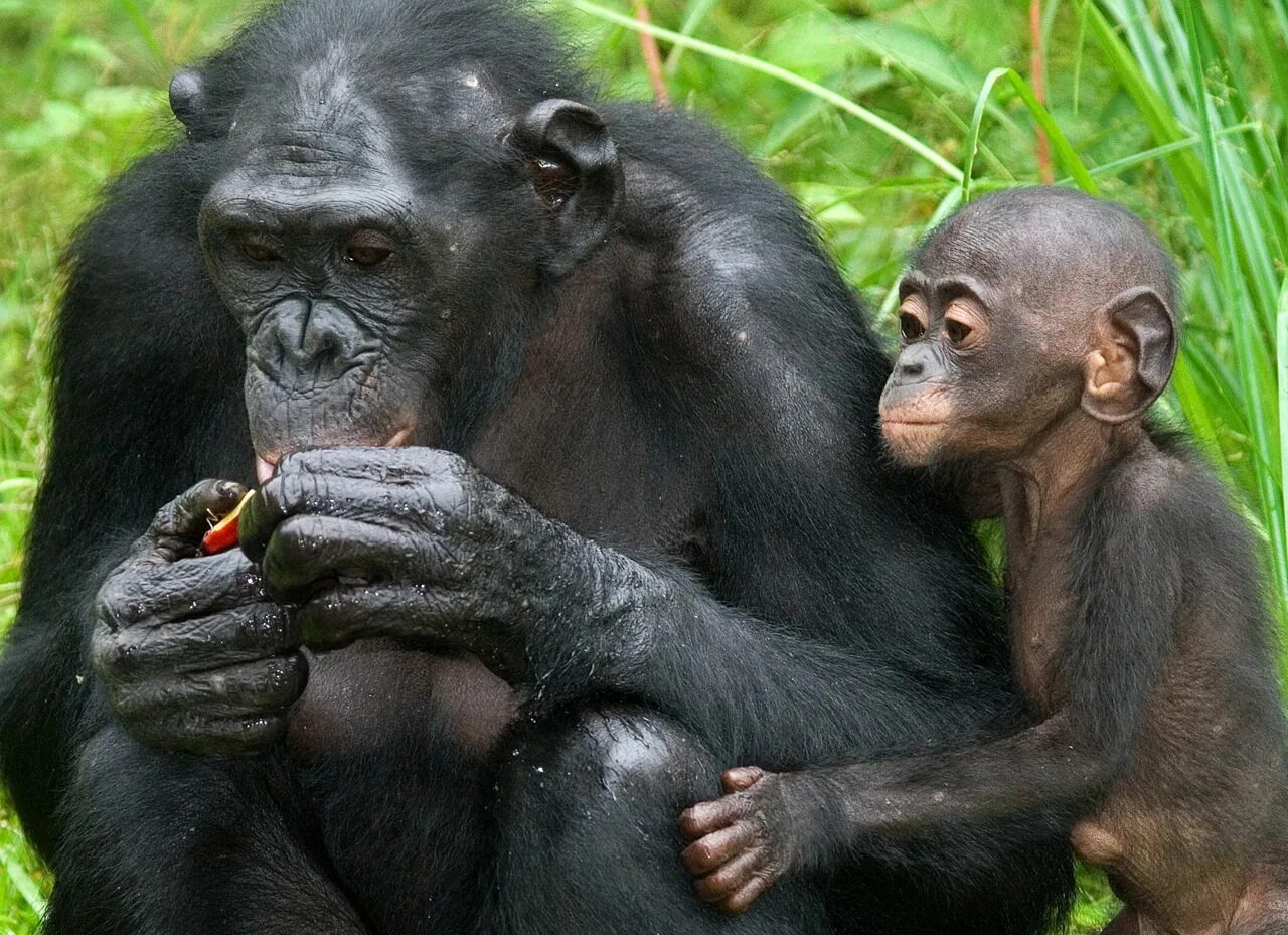 Lola ya bonobo. Feeding time at lola ya bonobo. Lola ya bonobo. Lola ya bonobo демократическая республика конго. Bonobo перевод.