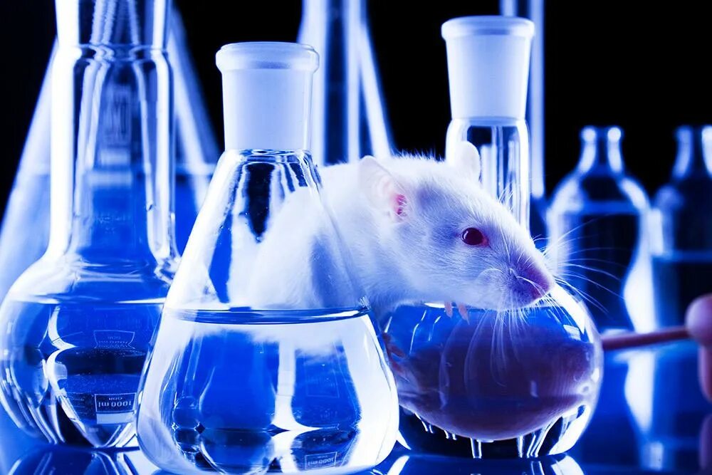 Лабораторные животные. Эксперимент с мышами. Animal research. Лабораторные мыши. Эксперимент с мышами.