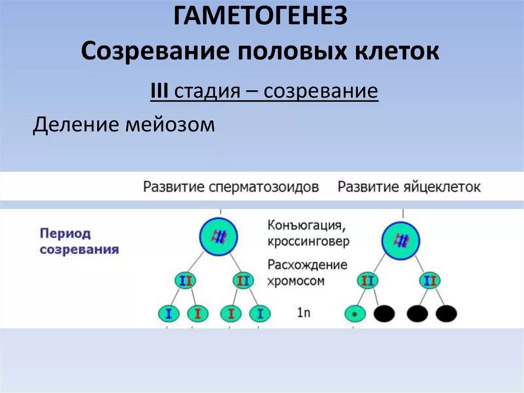 Термин гаметогенез. Фаза созревания гаметогенеза. Процесс формирования половых клеток. Схема развития половых клеток. Гаметогенез схема.