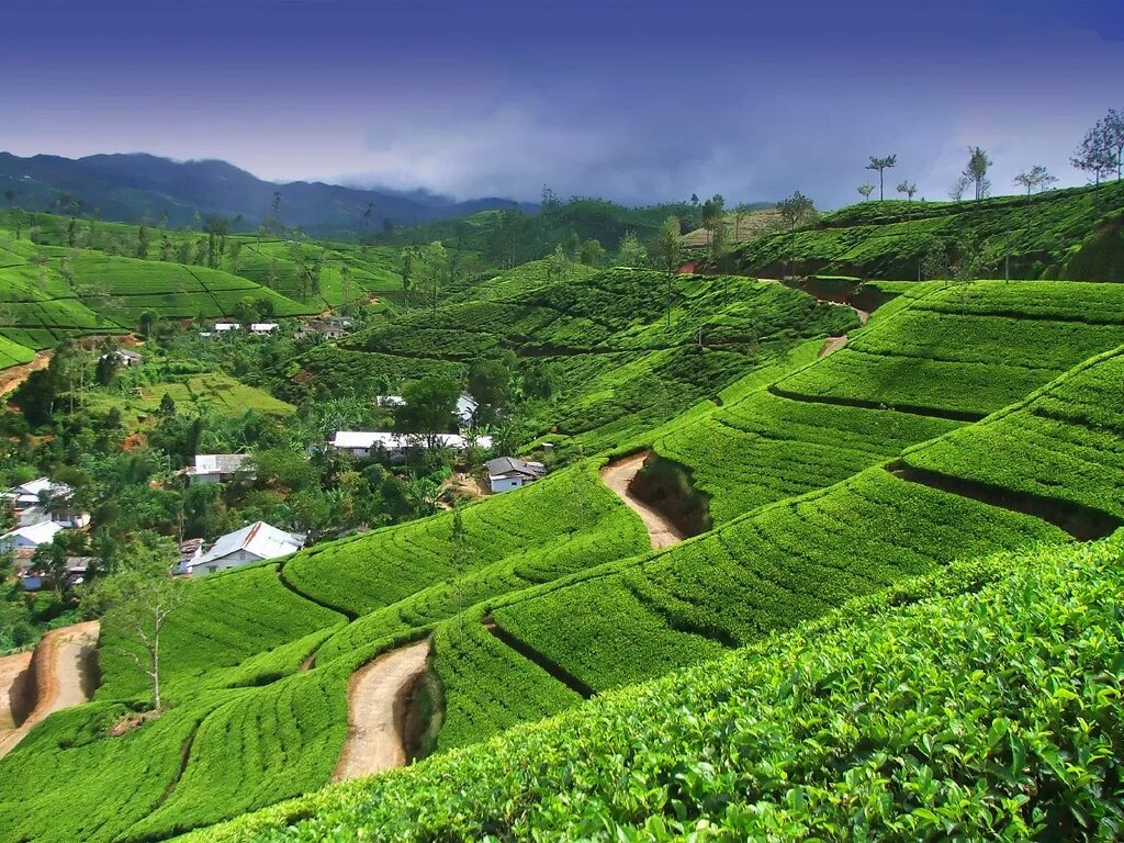 Чайные плантации Нувара Элия. Нувара-Элия – Канди Шри-Ланка. Шри Ланка чайные плантации. Канди Шри Ланка чайные плантации.