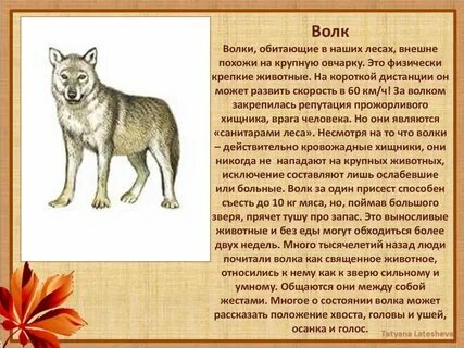 Волка относят к типу