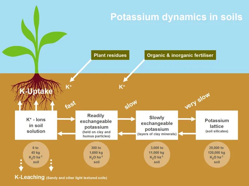Soil dynamics. Potassium ion. nutrient soil. soil solution.