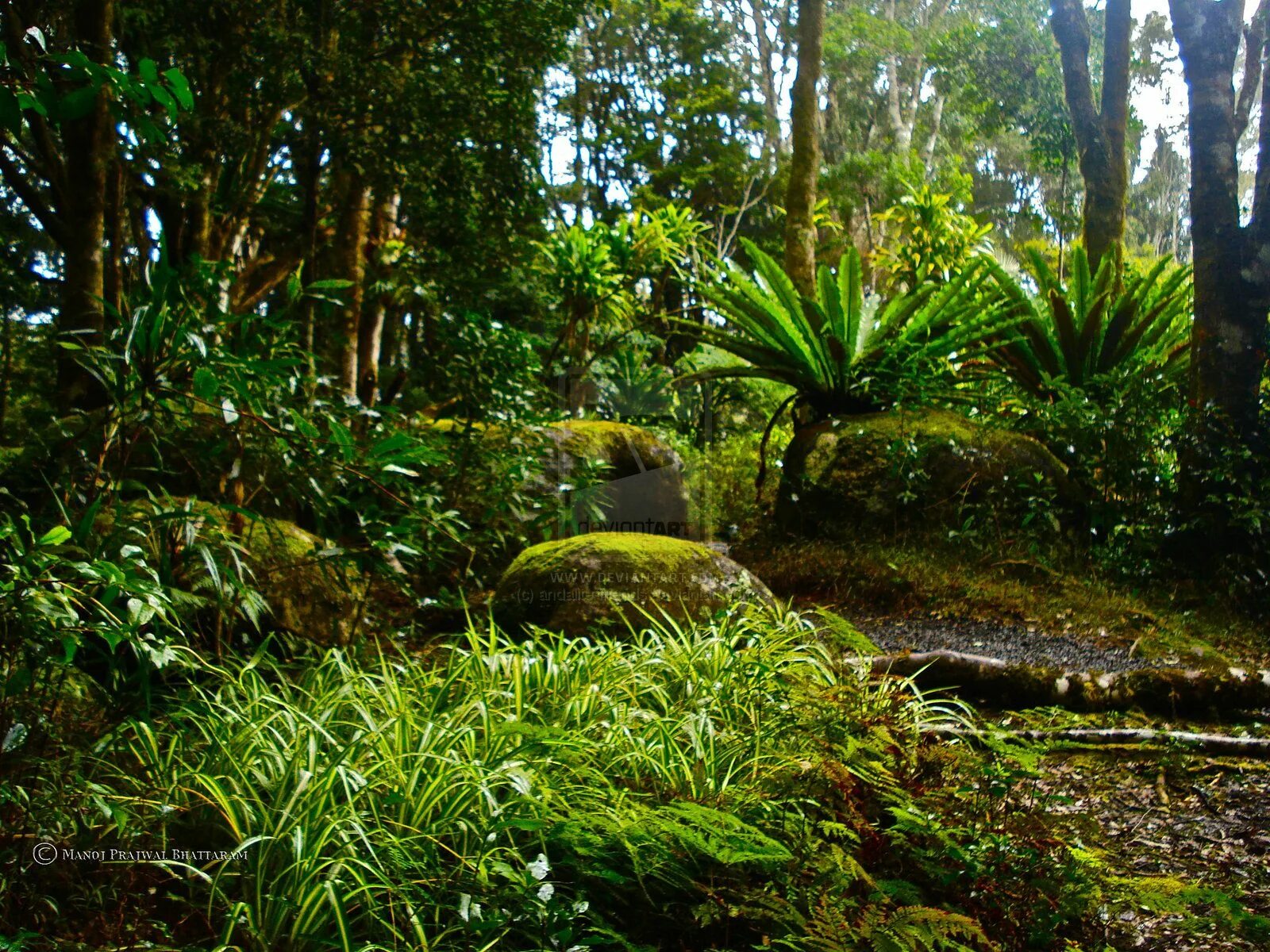 Природная зона тропические леса. Нижний ярус тропических лесов. МЕГАZOOПАНОРАМА. Тропический лес. Многоярусные тропические леса. Растения в тропических лесах.