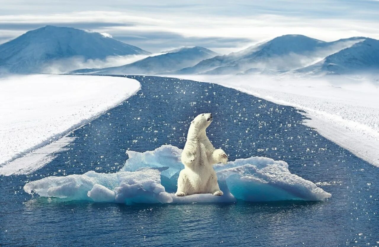 The great warming. Северный полюс Арктика. Северный полюс белые медведи. Белый медведь на Северном полюсе. Медведи на Северном полюсе.