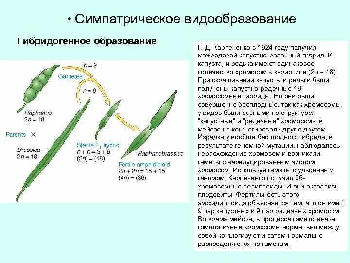 Капустно-редечный гибрид Карпеченко. Капустно-редечный гибрид Карпеченко схема. Карпеченко гибрид редьки и капусты. Капустно редечный гибрид последовательность. Образование гибридов