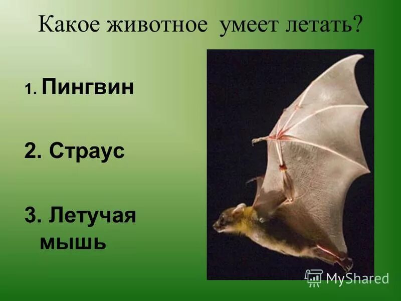 Кто относится к птицам. Какое животное не является птицей. Какое животное не является птицей. Какое животное не является птицей. Какое животное не является птицей.