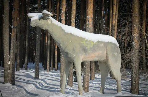 Лосиный березовский свердловская область