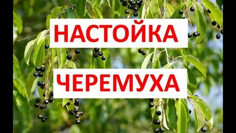 Настойка на черемухе на самогоне