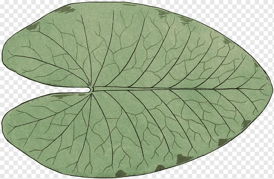 Большие листья. Красивые формы листьев. Зеленые листочки. Листья на прозрачном фоне. Big leaf.