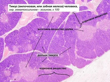 Строма органов какая ткань