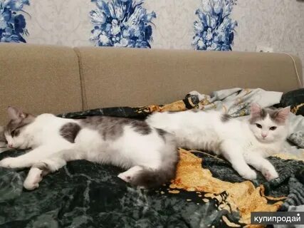 Отдам двух