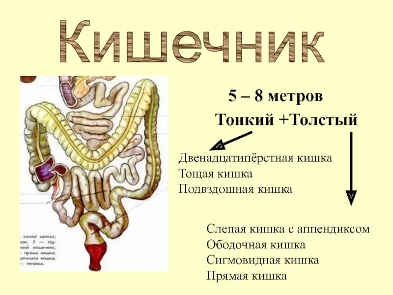 Слепая и ободочная кишка. Тощая кишка и подвздошная кишка.