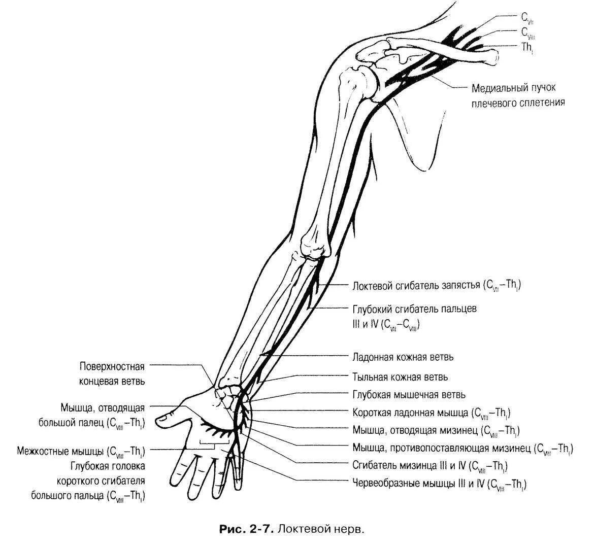 Нервная система правой руки человека анатомия. Срединный нерв анатомия схема. Иннервация верхней конечности схема. Локтевой нерв анатомия топография.
