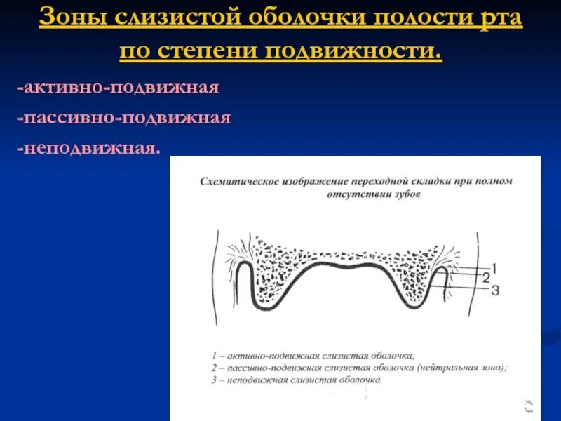 Зона податливости слизистой оболочки. Подвижная и неподвижная слизистая оболочка. Степень подвижности слизистой оболочки полости рта. Зона пассивно-подвижной слизистой оболочки. Переходная складка и нейтральная зона.