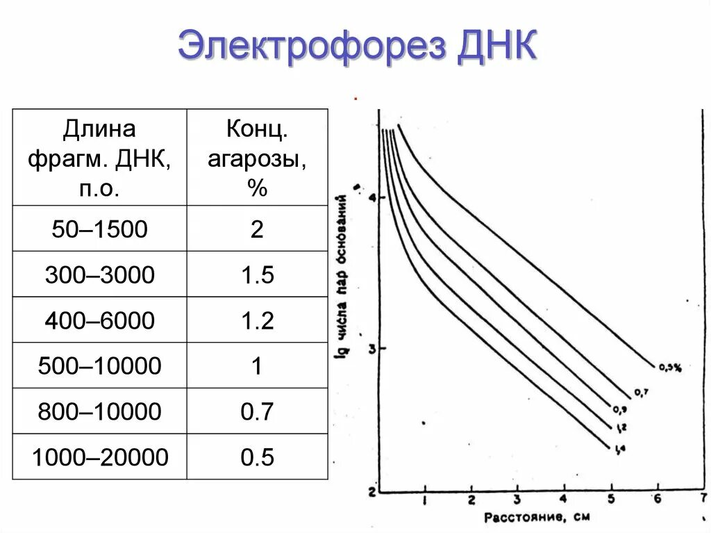 Электрофорез днк. Электрофорез фрагментов днк. электрофоретическое разделение днк. электрофорез днк в агарозном геле. гель электрофорез днк.