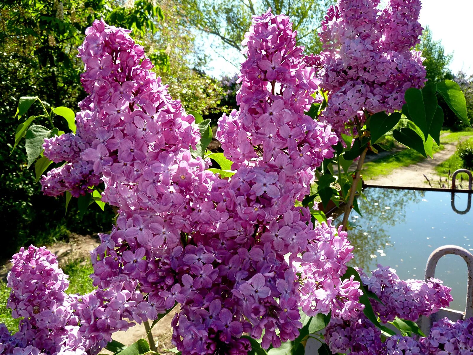 Сирень фото хорошего качества. Цветущая сирень Уральская.