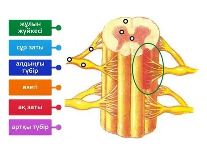 Айнадағы бөкселер фото