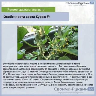 Форма огурцов в теплице