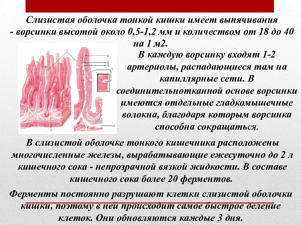 Ворсинка слизистой оболочки Толстого кишечника. На 1 мм тонкой кишки число ворсинок составляет. Мышечная оболочка слизистой оболочки тонкой кишки. Слизистая оболочка тонкого кишечника. Особенности слизистой оболочки кишечника