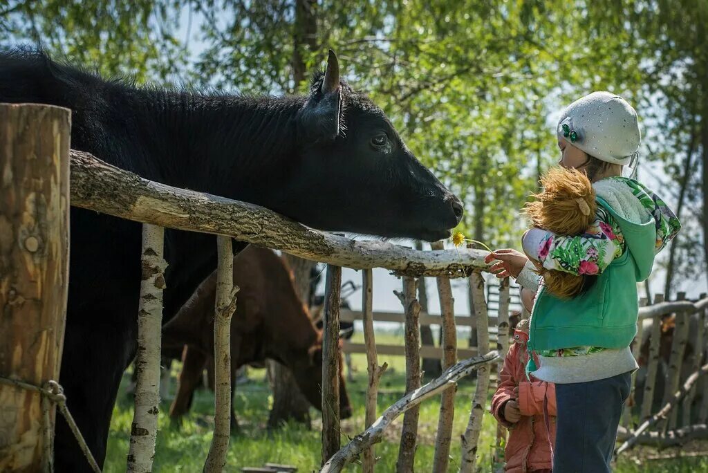 Планета коров. Планета коров экоферма омск. Планета коров община. Планета коров. Планета коров экоферма омск.