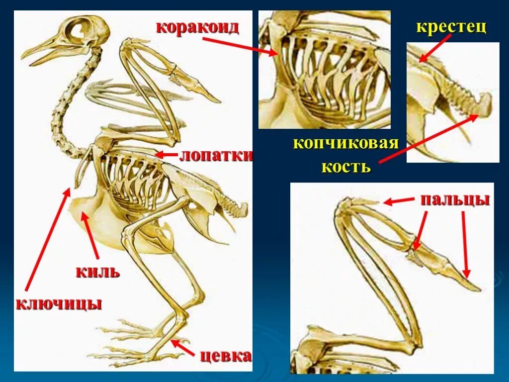 Цевка. Скелет птицы цевка. Коракоидная кость у птиц. Коракоид у рептилий. Скелет птицы киль цевка.