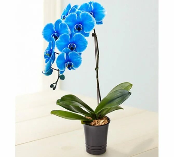 Фаленопсис посейдон. Какого цвета бывают орхидеи. Какого цвета бывают орхидеи. Цветок фаленопсис. Орхидея фаленопсис коро.