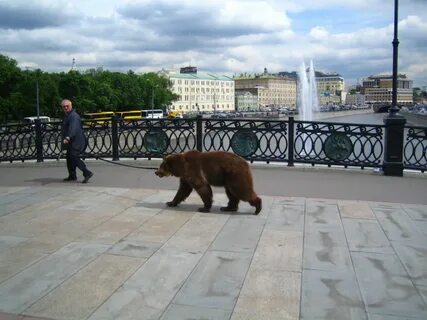 Медведи спб