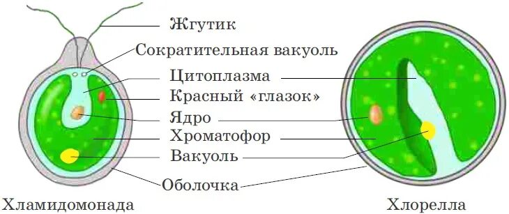 Изображение хлореллы. Одноклеточная водоросль хлорелла строение. хламидомонада и хлорелла рисунок. строение клетки одноклеточная водоросль хлорелла. строение одноклеточной водоросли хлореллы рисунок.