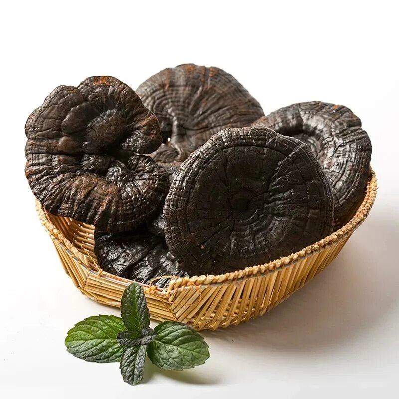 Черный рейши. Ganoderma. Ганодерма PNG.