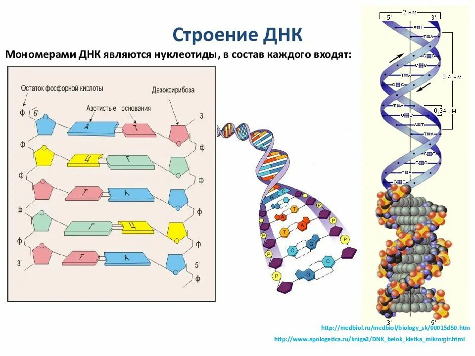 Значение клетки днк. Структура молекулы ДНК. Строение нуклеотида молекулы ДНК. Молекула ДНК структура нуклеотиды. Схема мономера ДНК.