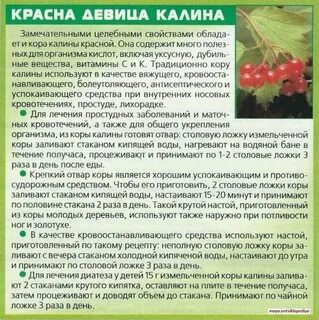 Сколько калины можно съедать