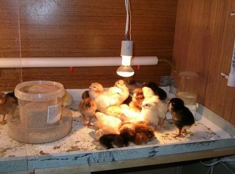 Выключать ли свет цыплятам на ночь. Брудер для цыплят в курятнике. Брудер для цыплят в курятнике своими. Лампа для суточных цыплят. Лампа для бройлеров.